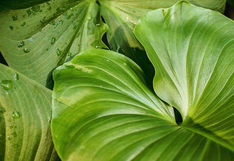 You are currently viewing No More Mistakes With Green Life